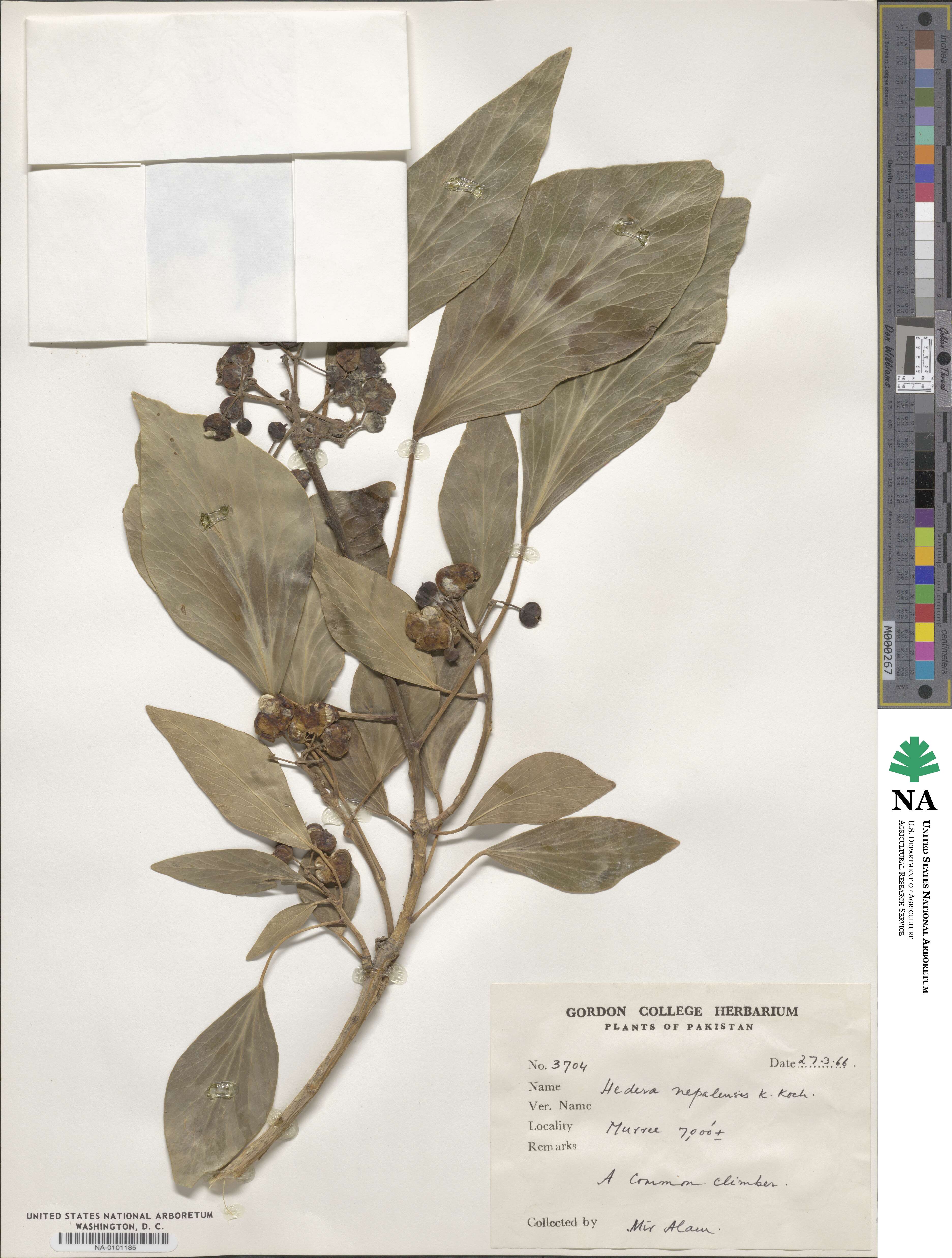 Hedera nepalensis image