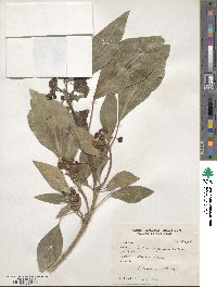 Hedera nepalensis image