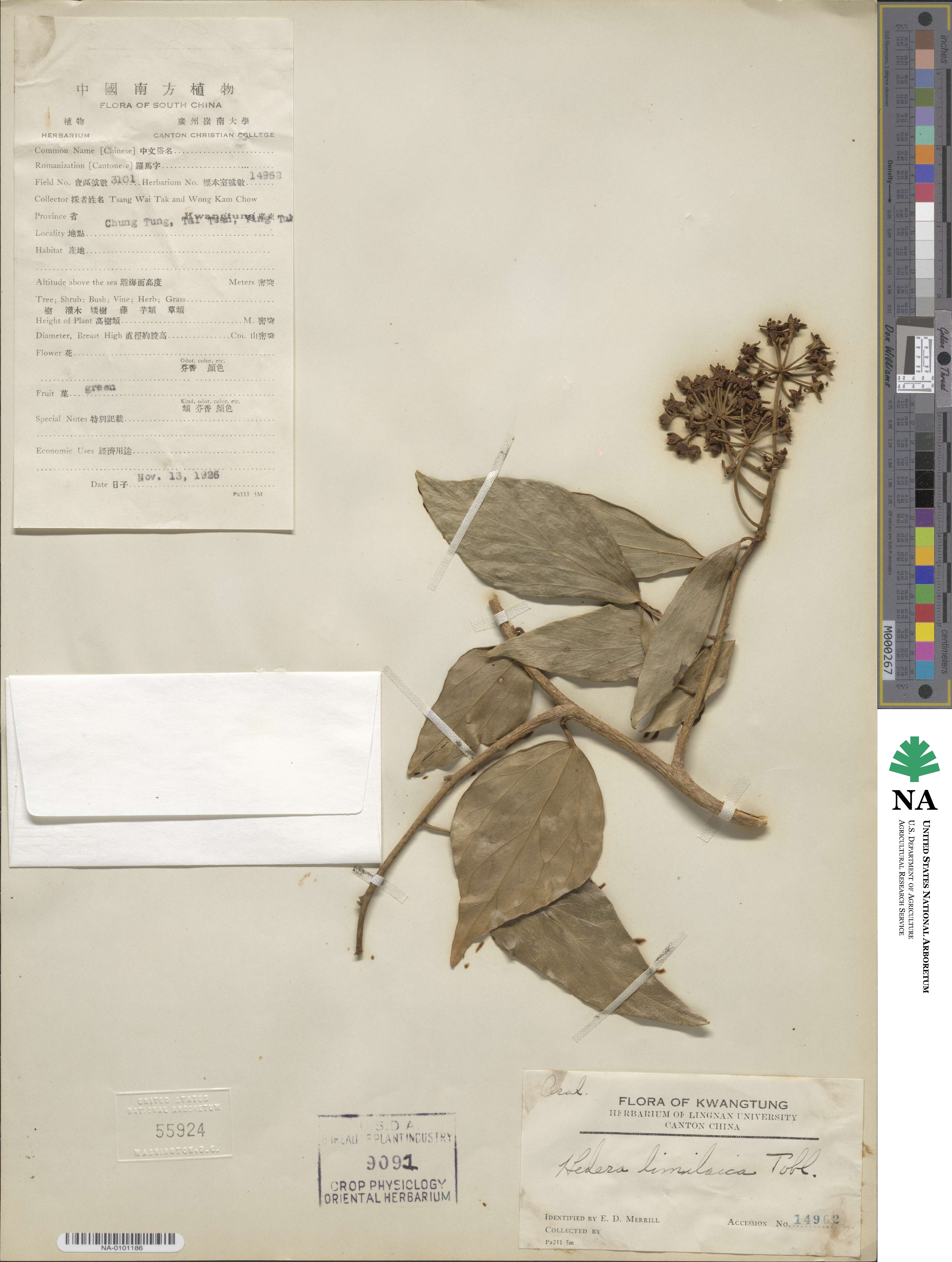 Hedera nepalensis image