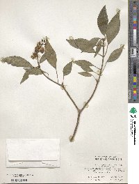 Hedera sinensis image