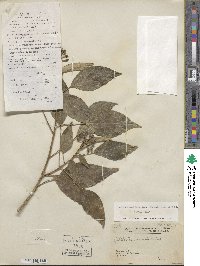 Hedera sinensis image