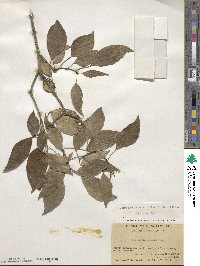 Hedera sinensis image