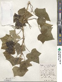 Hedera rhombea image