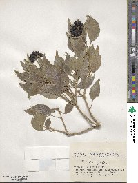 Hedera rhombea image