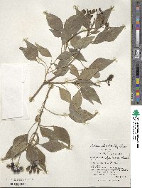 Hedera rhombea image