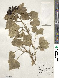 Hedera rhombea image