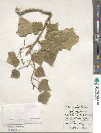 Hedera rhombea image