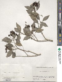 Hedera rhombea image