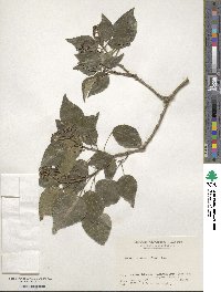 Hedera rhombea image