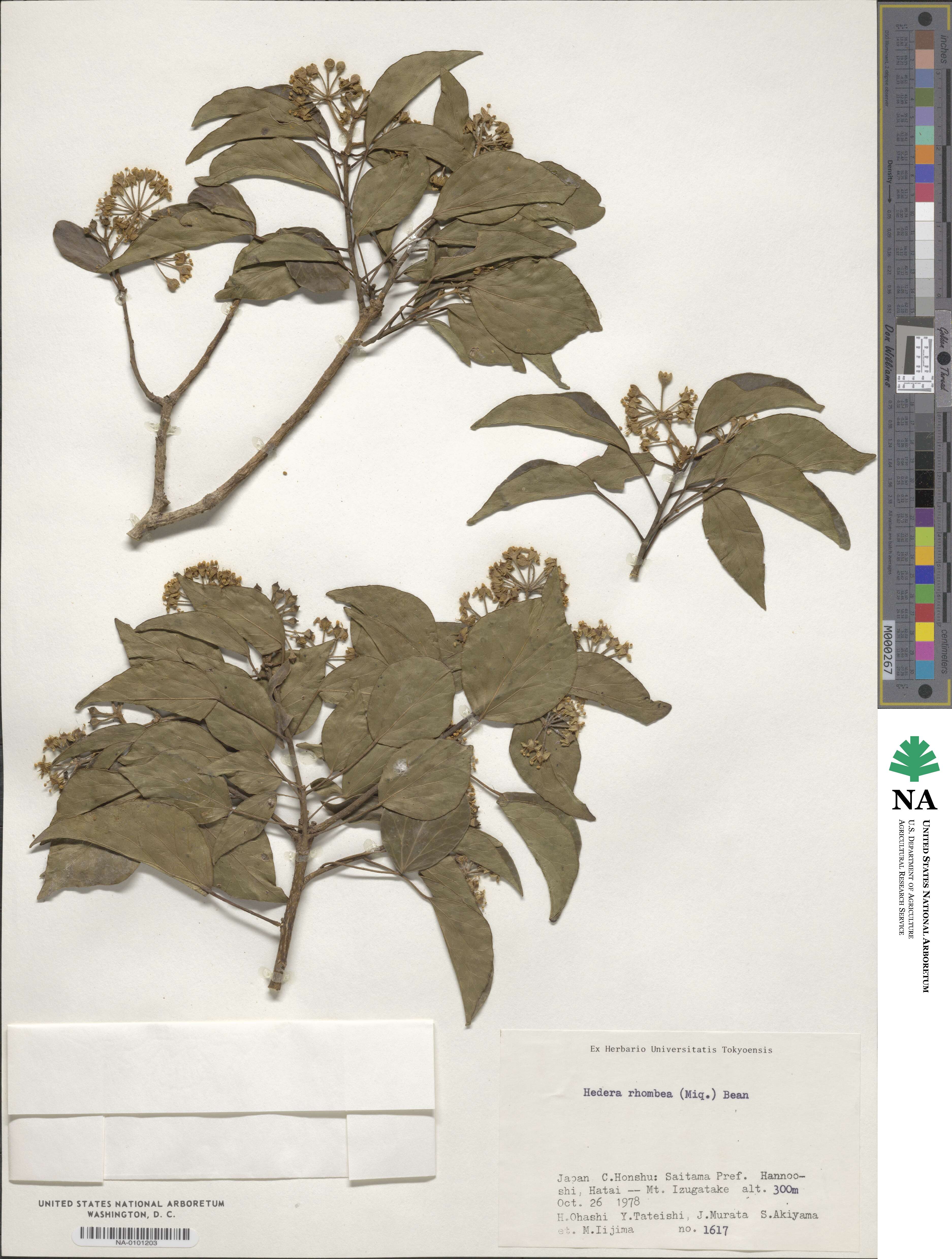 Hedera rhombea image