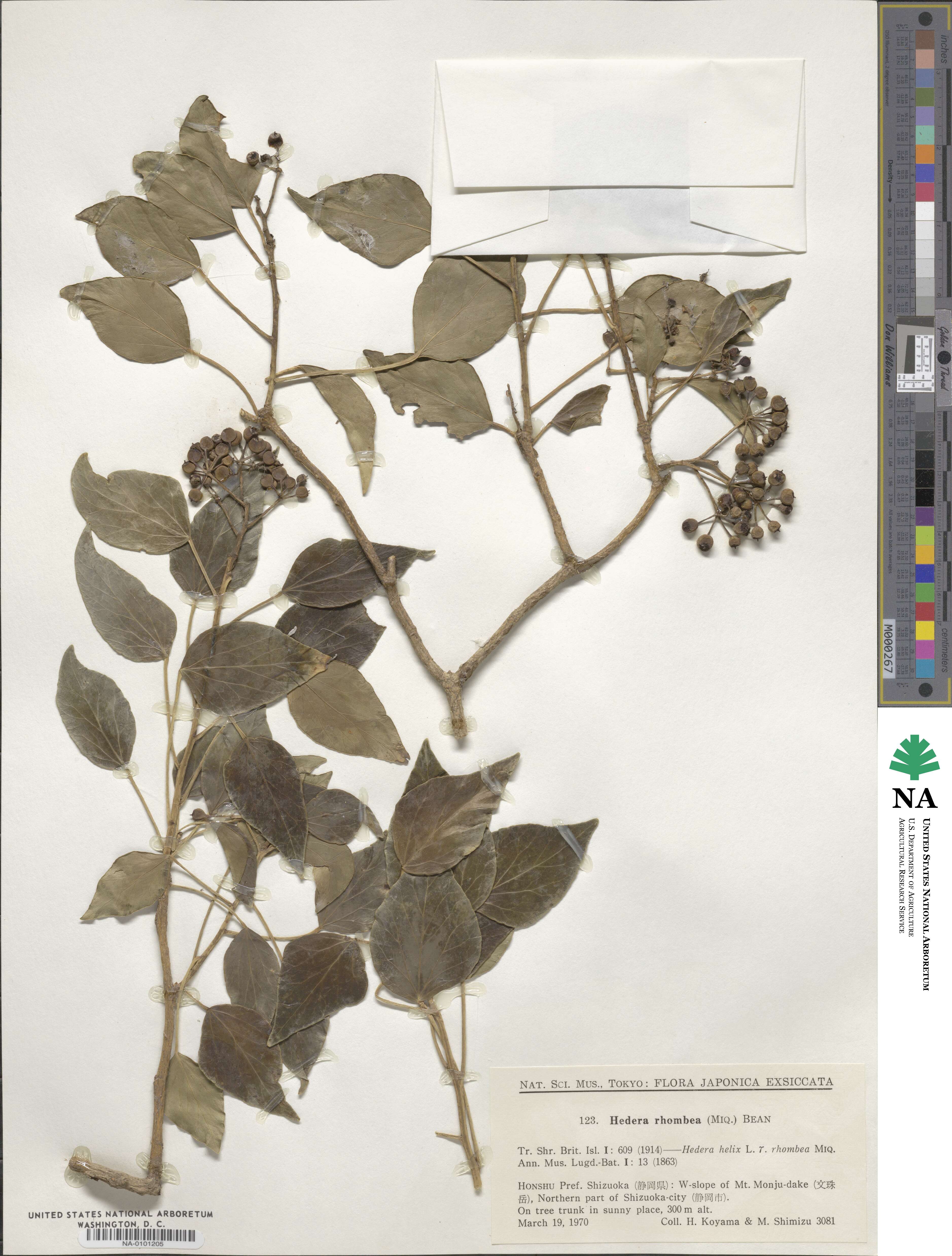 Hedera rhombea image