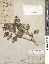 Hedera rhombea image