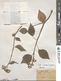 Hedera rhombea image