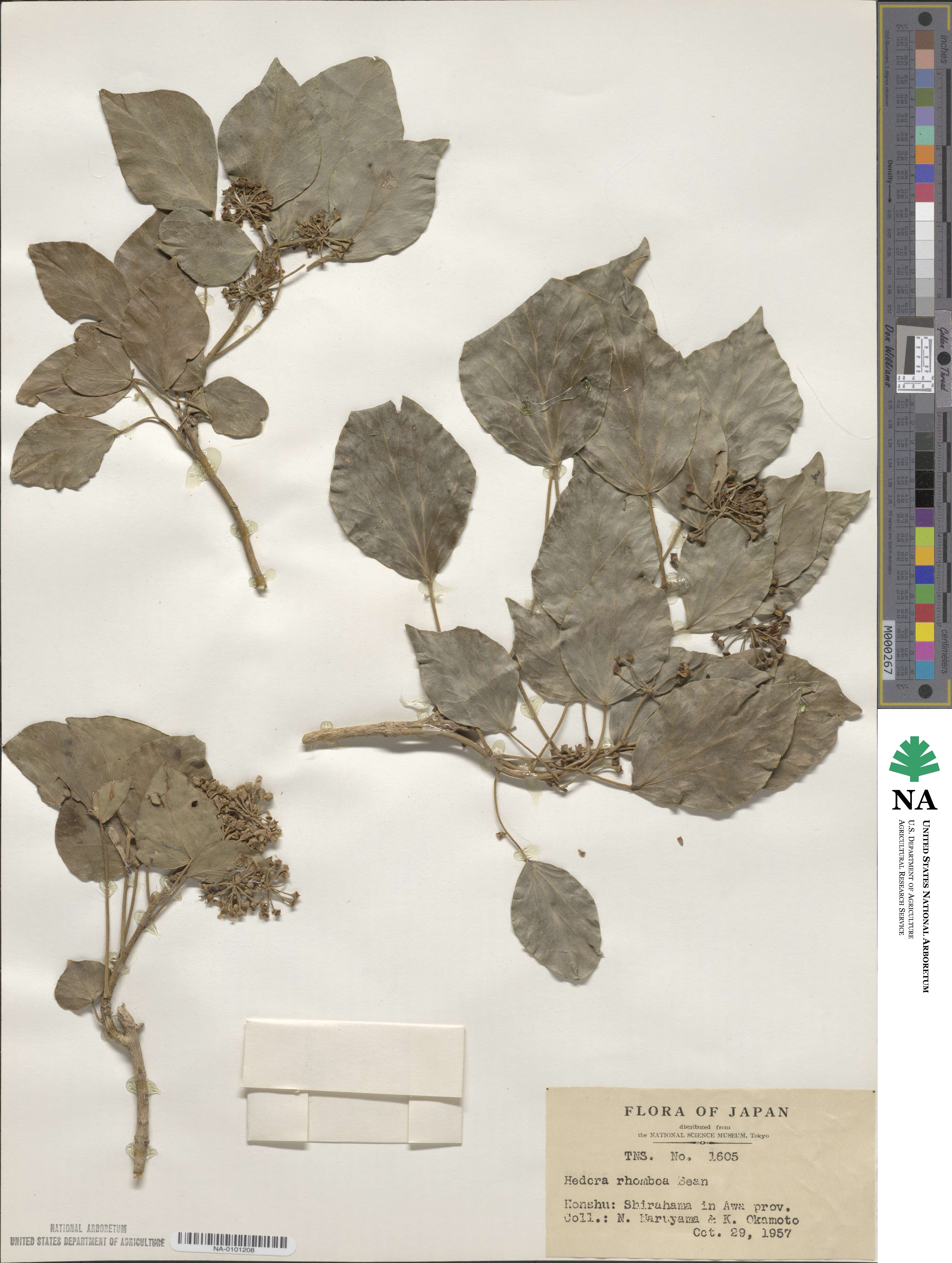 Hedera rhombea image