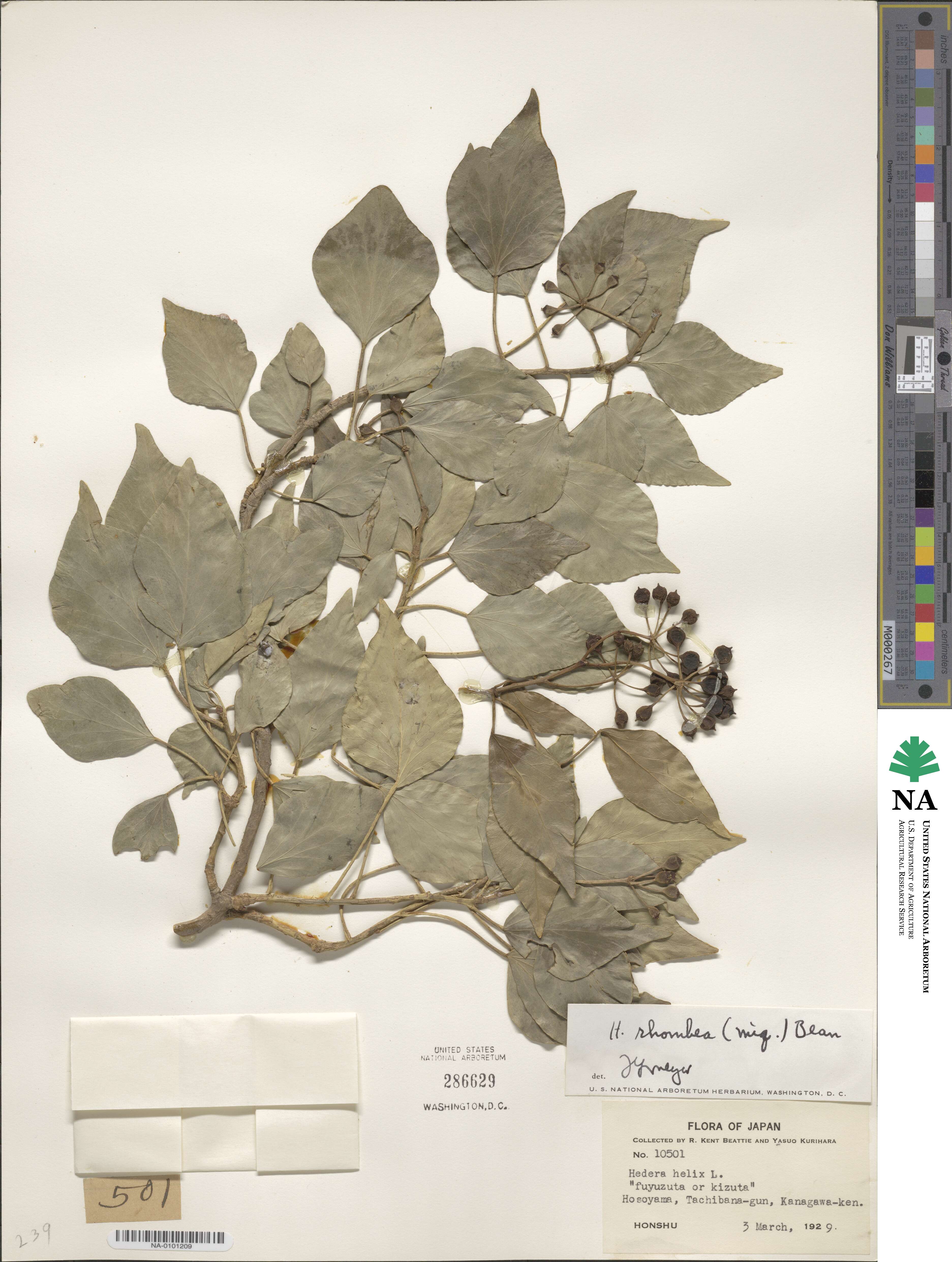 Hedera rhombea image