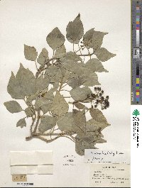 Hedera rhombea image