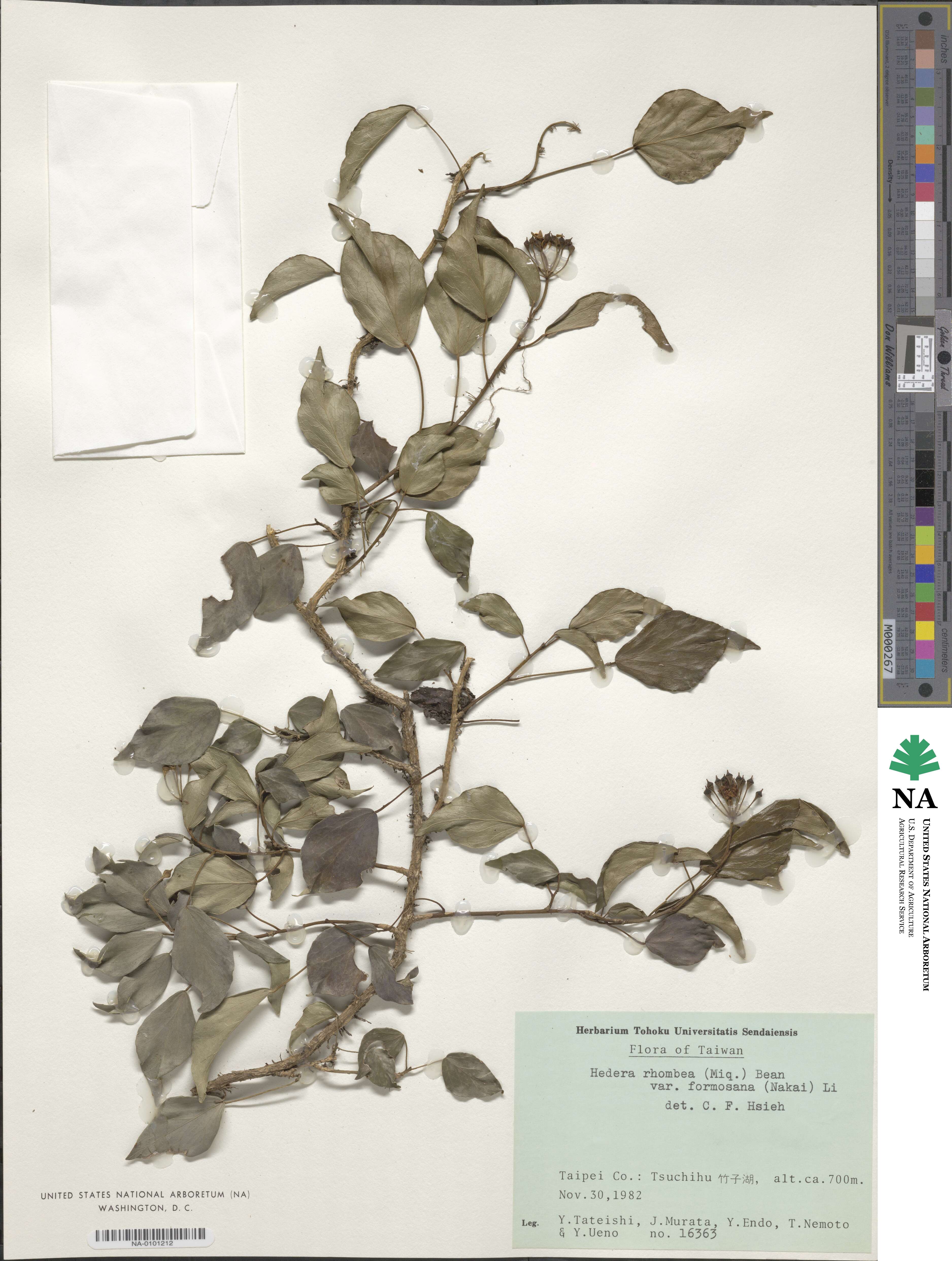 Hedera rhombea var. formosana image