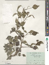 Hedera rhombea var. formosana image