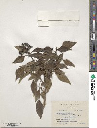 Hedera rhombea image