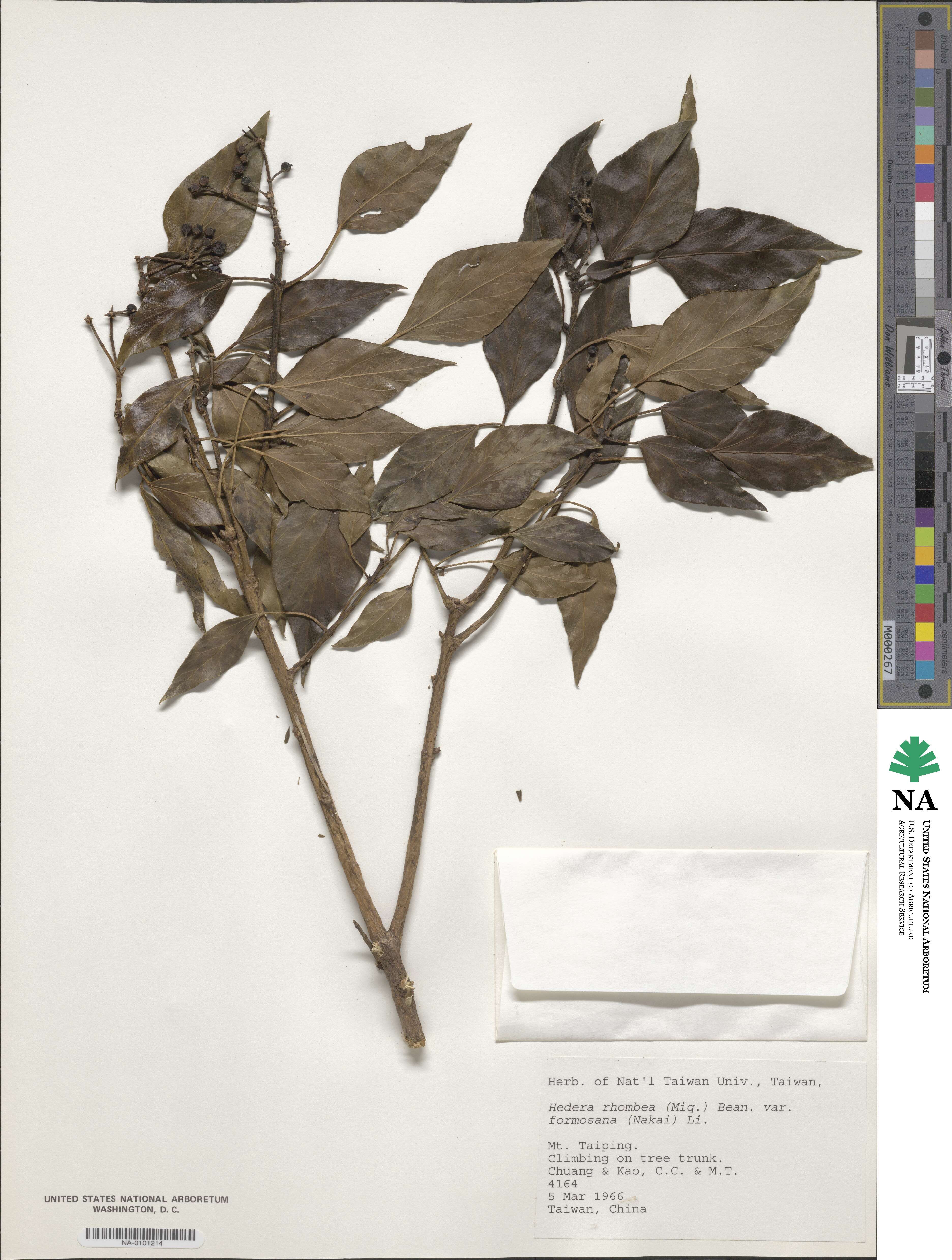 Hedera rhombea var. formosana image