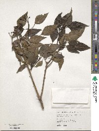 Hedera rhombea var. formosana image