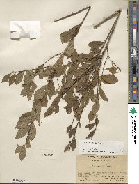 Ilex aculeolata image