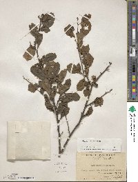 Ilex aculeolata image