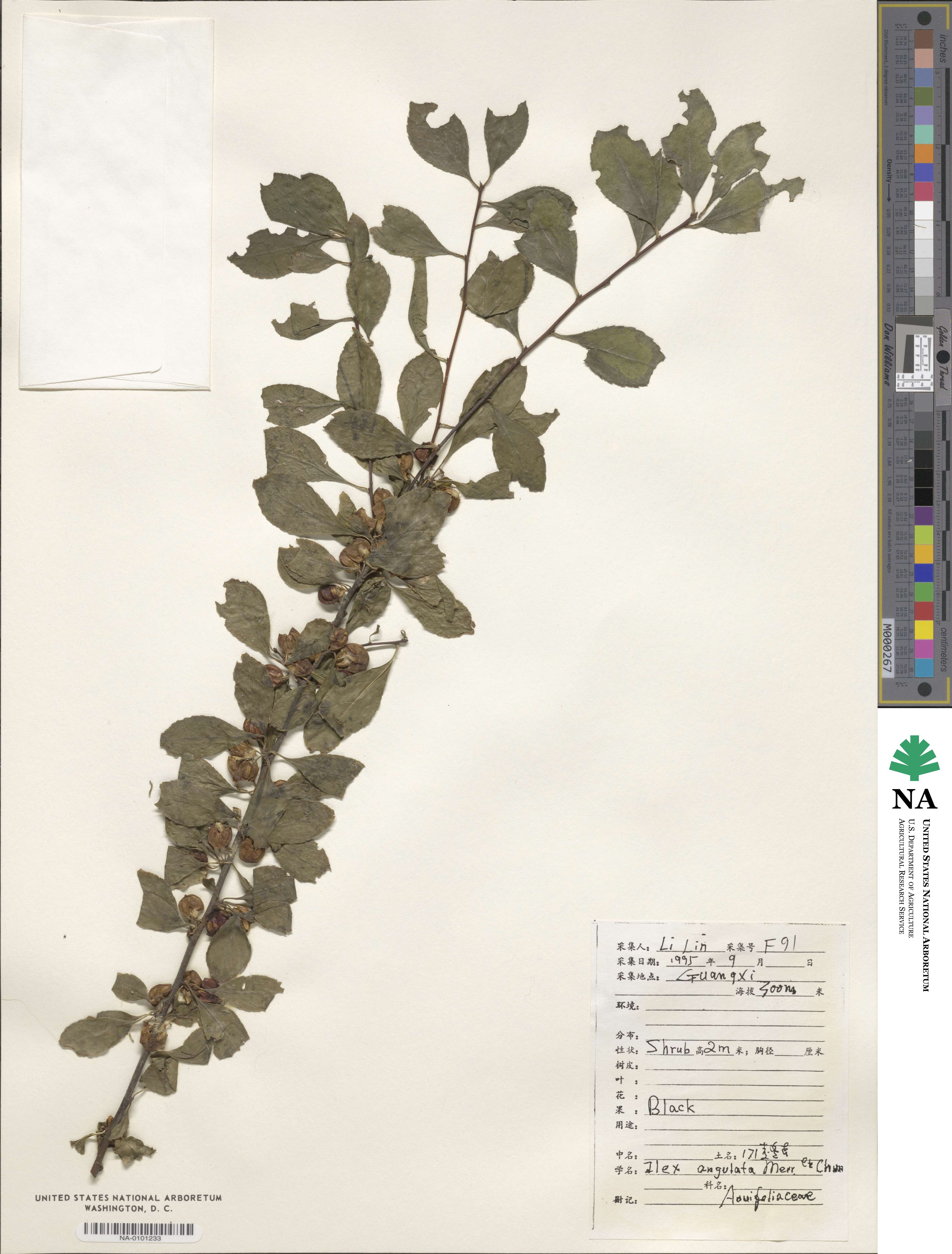 Ilex angulata image