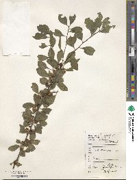 Ilex angulata image