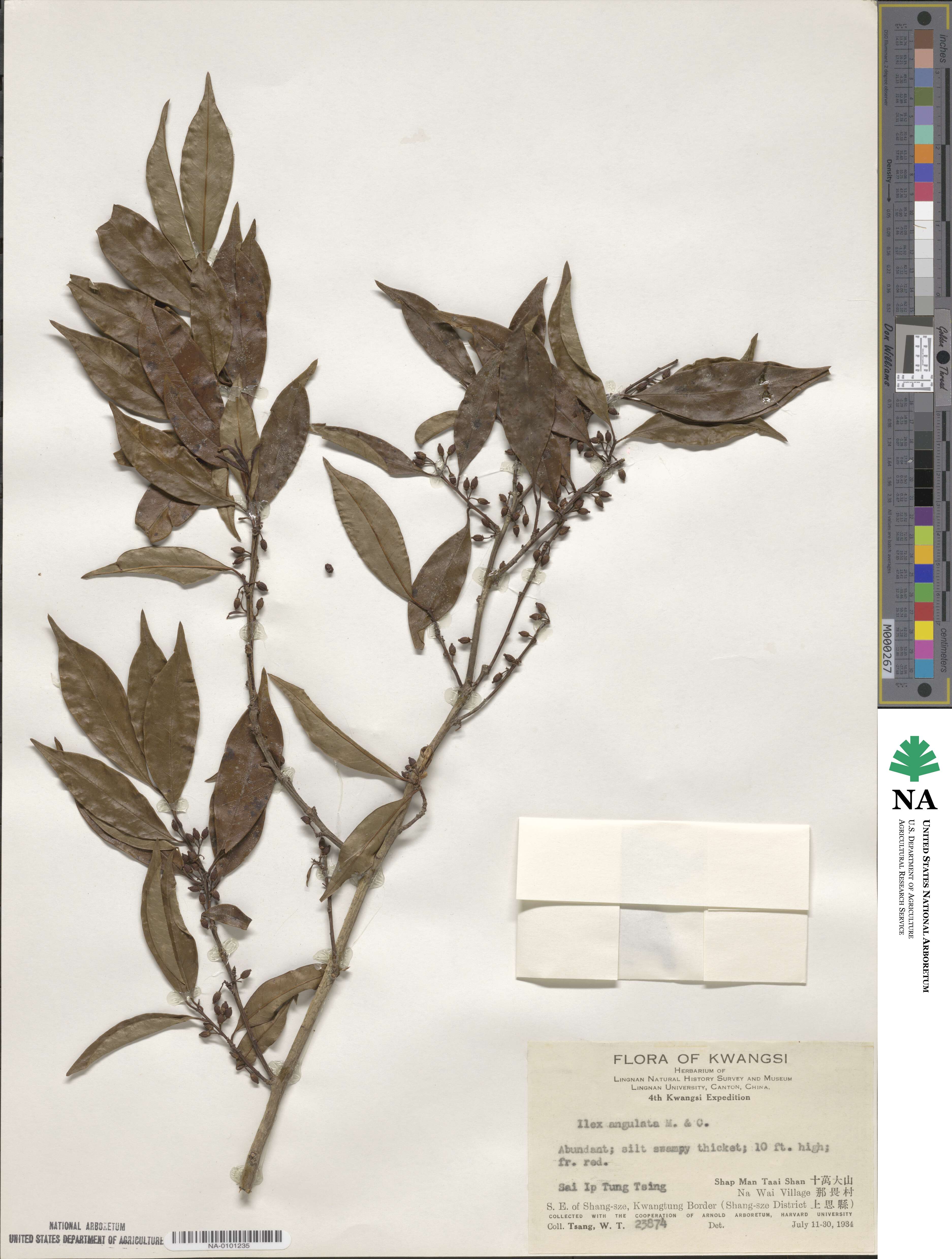 Ilex angulata image