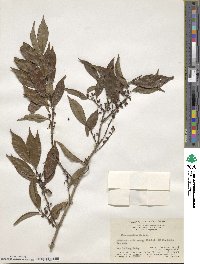 Ilex angulata image