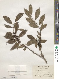 Ilex angulata image