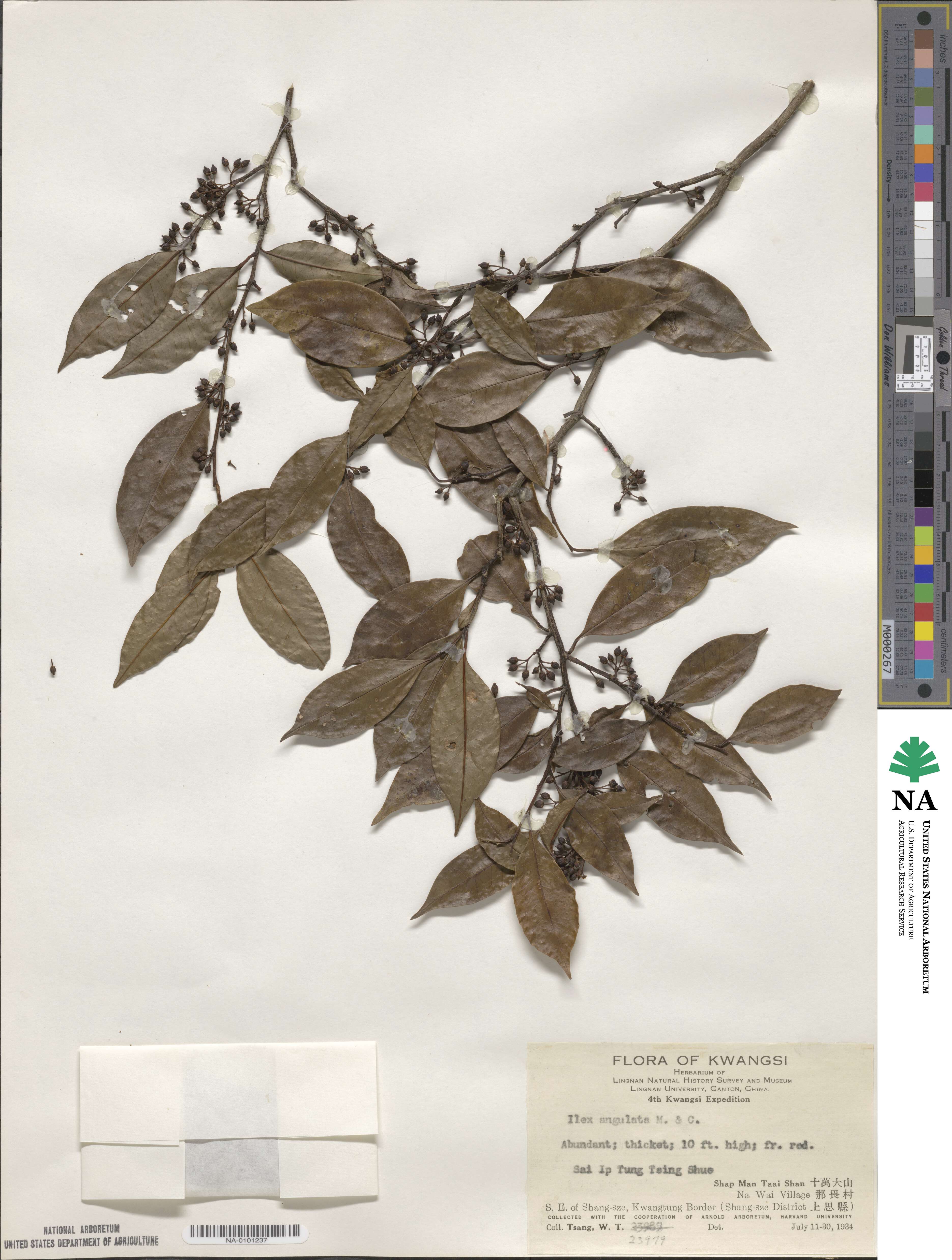 Ilex angulata image