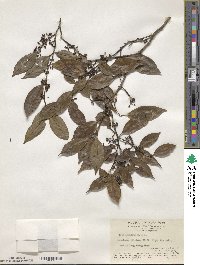 Ilex angulata image