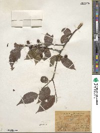 Ilex asprella image