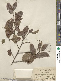 Ilex asprella image