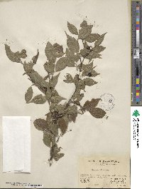 Ilex asprella image