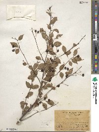 Ilex asprella image