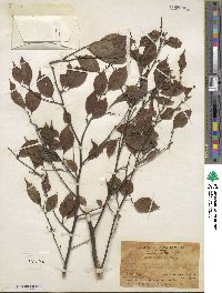 Ilex asprella image