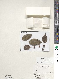 Ilex asprella image