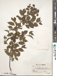 Ilex asprella image