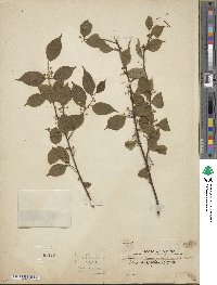 Ilex asprella image