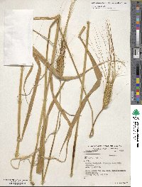 Triticum turgidum subsp. durum image