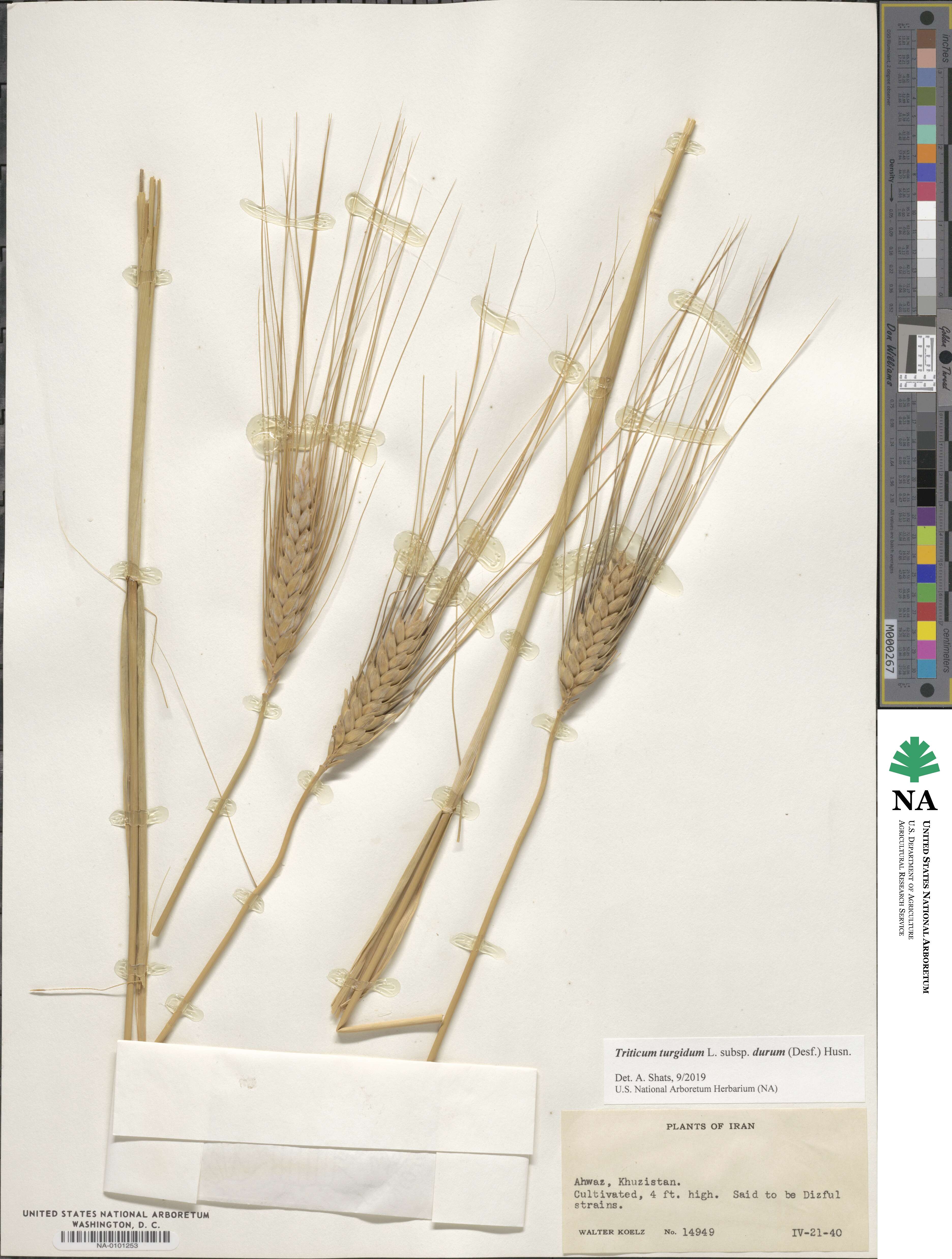 Triticum turgidum subsp. durum image