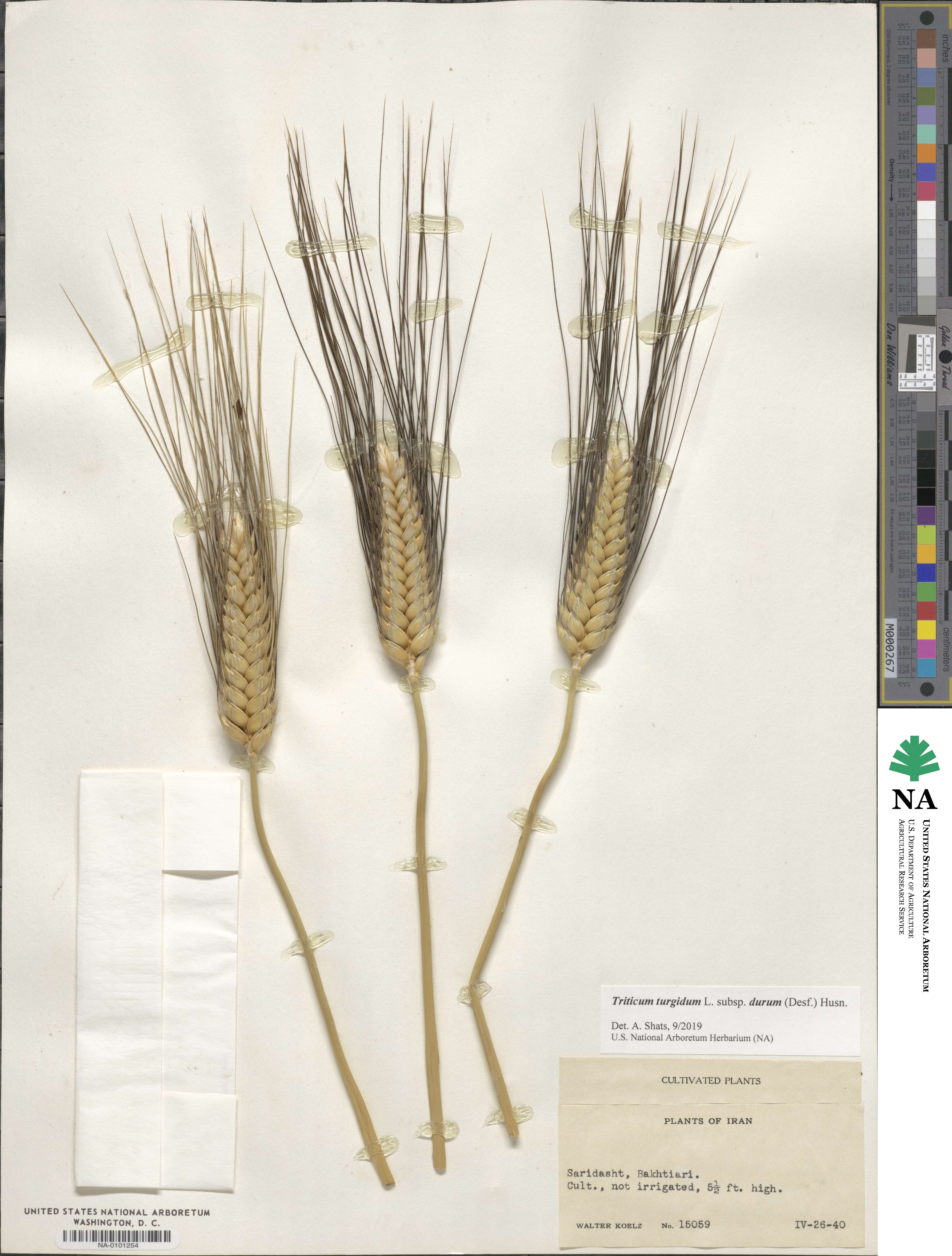 Triticum turgidum image