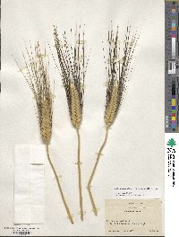 Triticum turgidum subsp. durum image