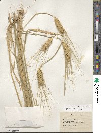 Triticum turgidum image