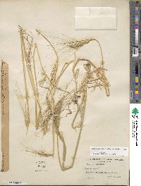 Triticum turgidum subsp. durum image