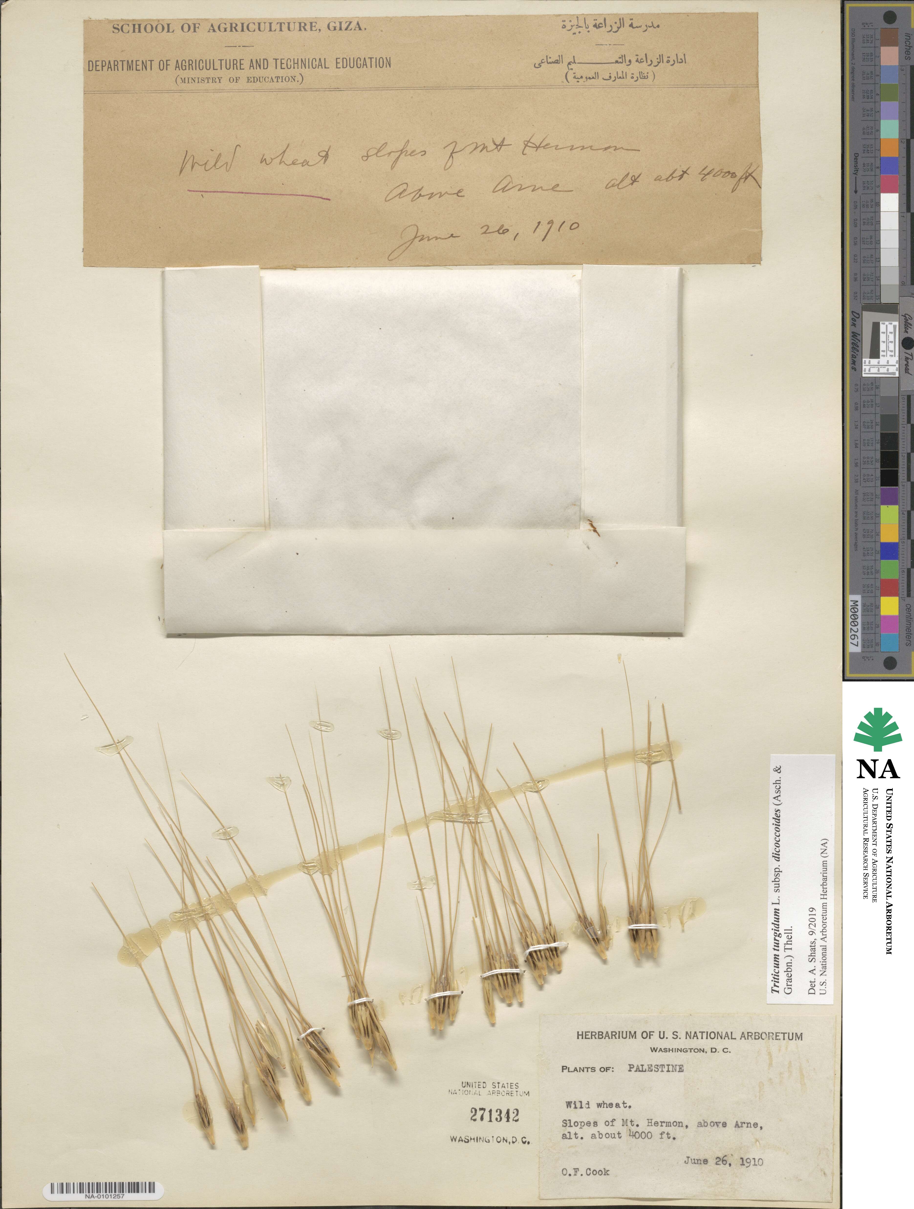 Triticum turgidum image