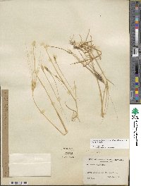 Triticum turgidum subsp. dicoccoides image